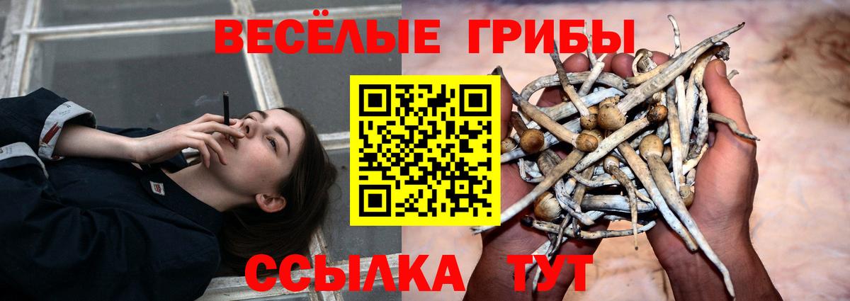 Галлюциногенные грибы Psilocybe Михайловск
